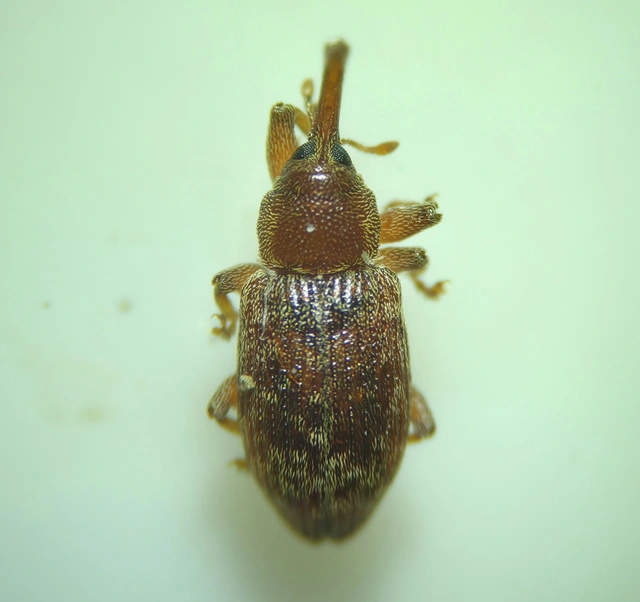 Dorytomus rufatus - rőt hangormányos