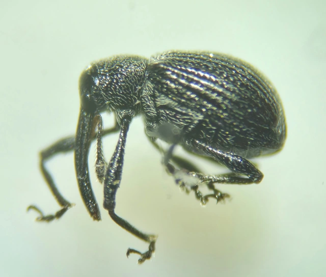 Anthonomus rubi - szamóca-bimbólikasztó Anthonomus rubi - szamóca-bimbólikasztó