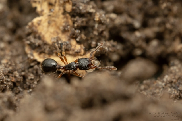 Myrmecina graminicola - ráncoshangya