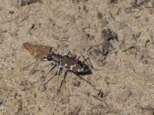 Cicindela hybrida - öves homokfutrinka