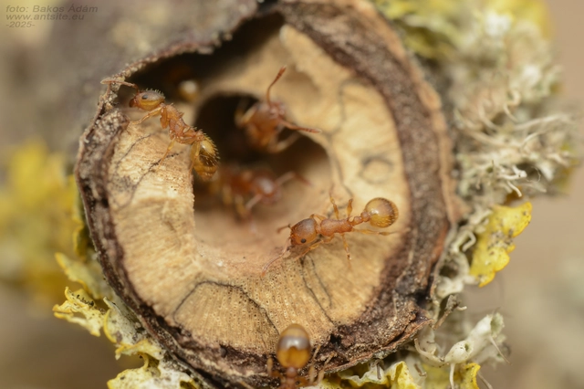 Temnothorax crassispinus - gubacslakó kéreghangya