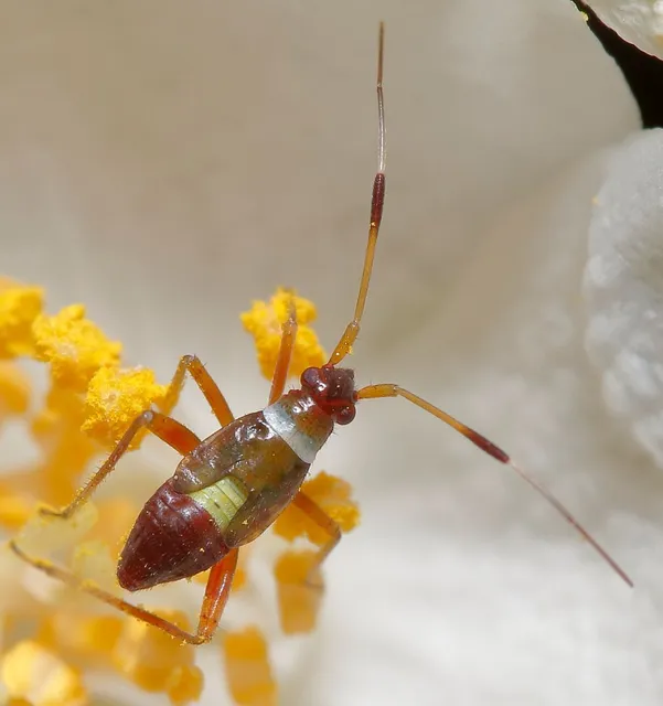 Closterotomus biclavatus - aranyszőrű mezeipoloska
