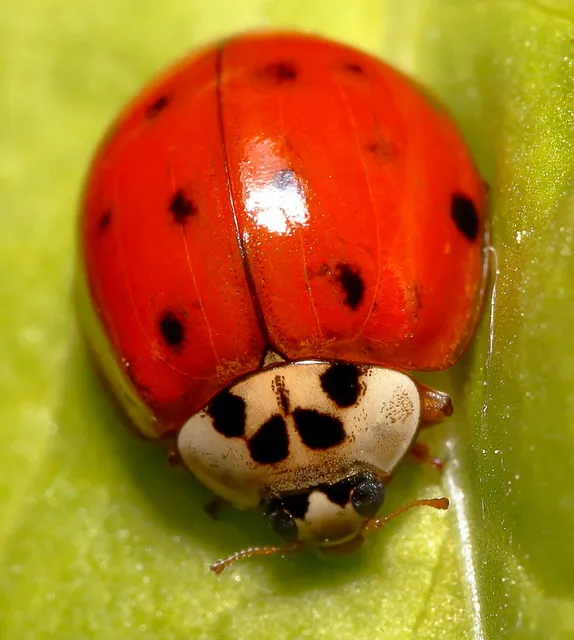 Harmonia axyridis - harlekinkatica