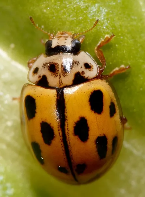 Propylea quatuordecimpunctata - tizennégypettyes füsskata
