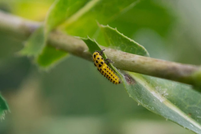 Psyllobora vigintiduopunctata - huszonkétpettyes katica