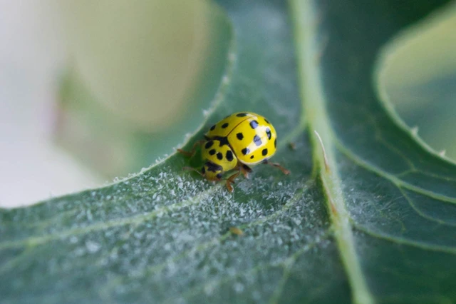 Psyllobora vigintiduopunctata - huszonkétpettyes katica