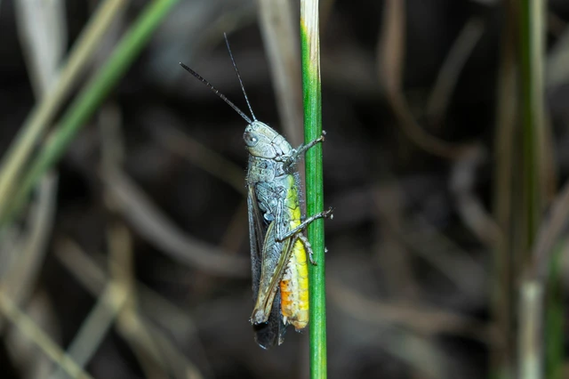Chorthippus (Glyptobothrus) (subgenus)