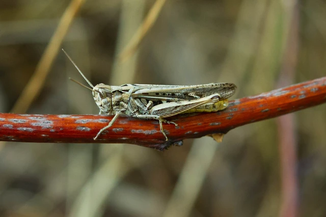 Chorthippus