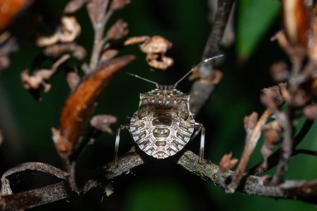 Halyomorpha halys - ázsiai márványospoloska