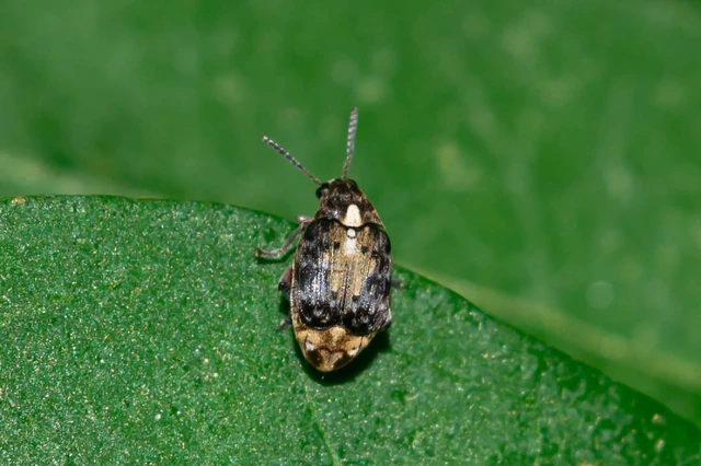 Megabruchidius dorsalis - foltoshátú lepényfazsizsik