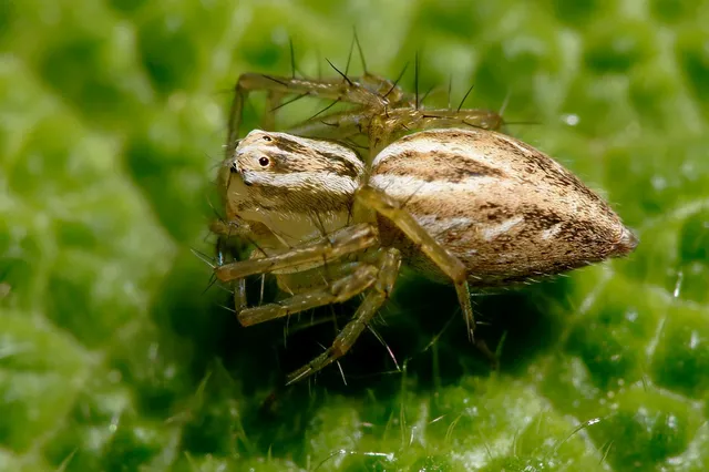 Oxyopes lineatus