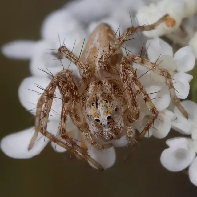Oxyopes heterophthalmus - homoki hiúzpók