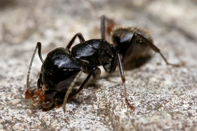 Camponotus vagus - fekete lóhangya