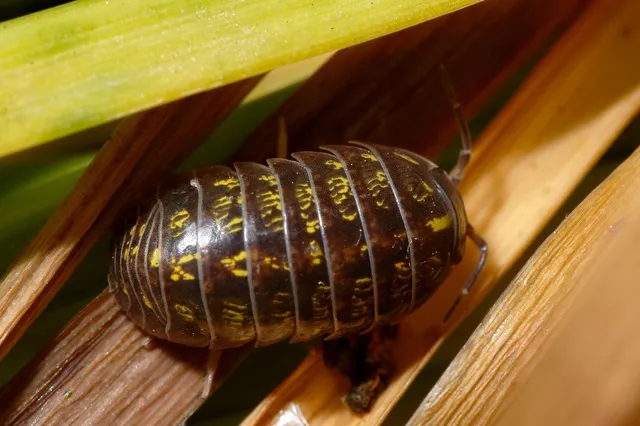 Isopoda - Ászkarákok