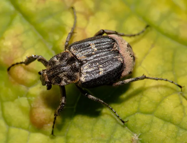 Valgus hemipterus - suta virágbogár