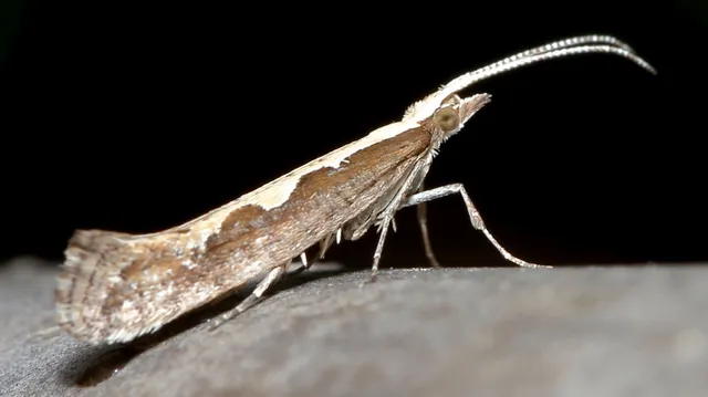 Plutella xylostella - káposztamoly
