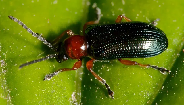 Oulema melanopus/duftschmidi