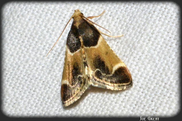 Pyralis farinalis - lisztilonca