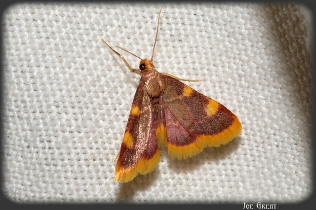 Hypsopygia costalis - szénailonca