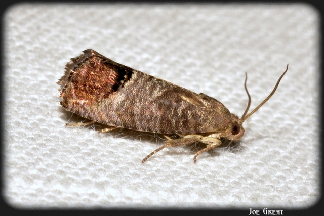 Cydia pomonella - almamoly