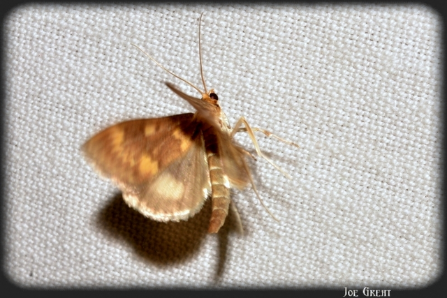 Ostrinia nubilalis - kukoricamoly