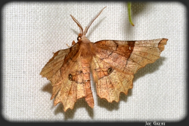 Selenia lunularia - egyfoltos holdasaraszoló