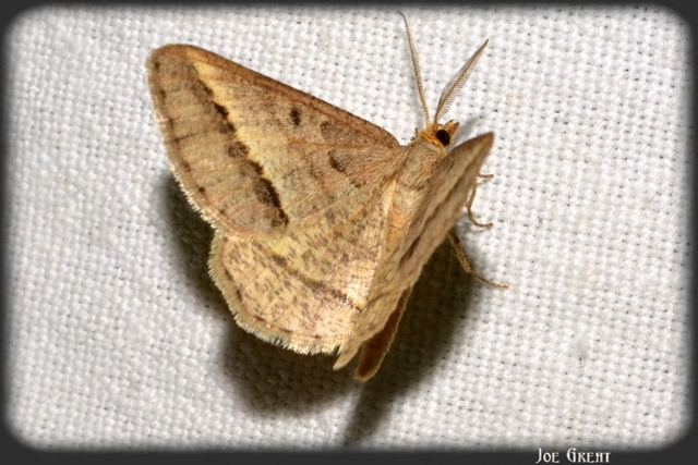 Tephrina arenacearia - lucerna-araszoló