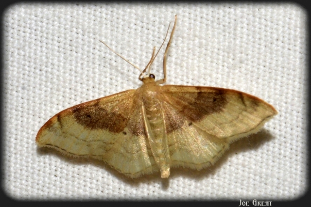 Idaea degeneraria - barnasávos araszoló