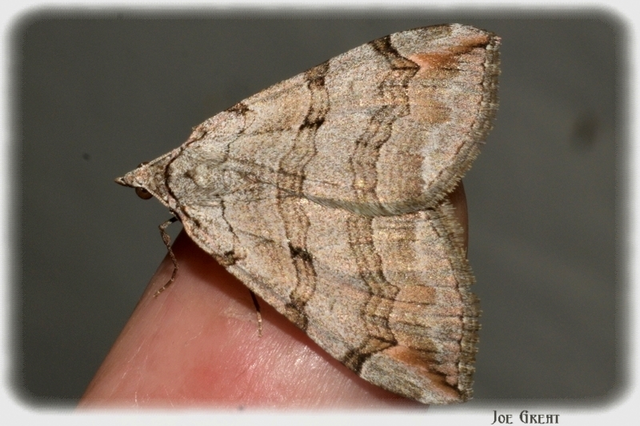 Aplocera efformata/plagiata
