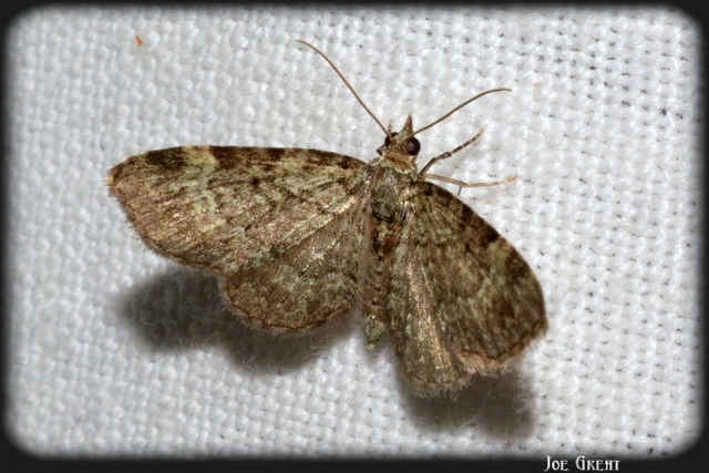 Pasiphila rectangulata - almavirág-araszoló