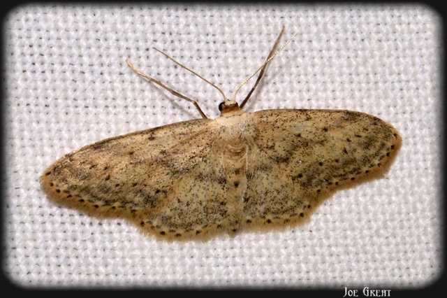 Idaea seriata - szürke apróaraszoló