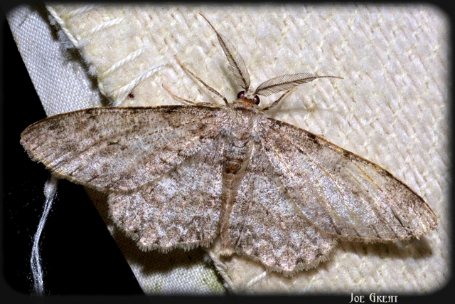 Hypomecis punctinalis - pettyes faaraszoló