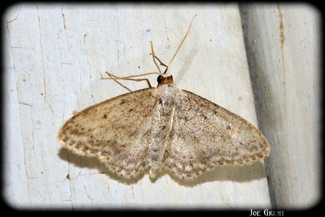 Idaea seriata - szürke apróaraszoló