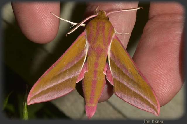Deilephila elpenor - szőlőszender