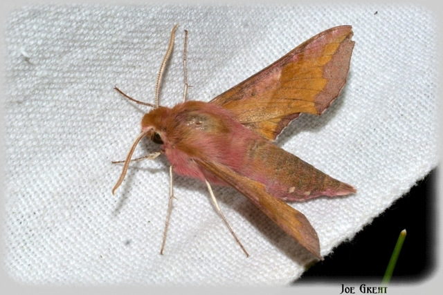 Deilephila porcellus - piros szender
