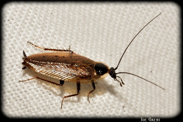 Blattodea - Csótányok