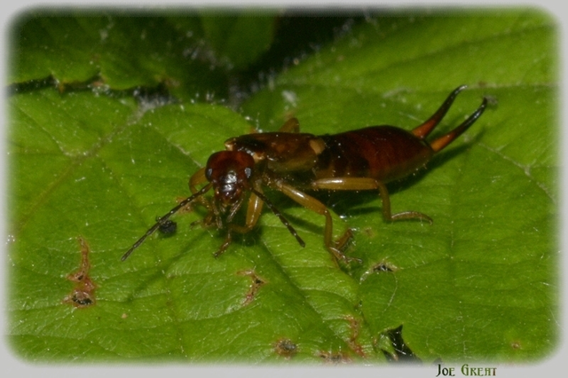 Forficula auricularia - közönséges fülbemászó