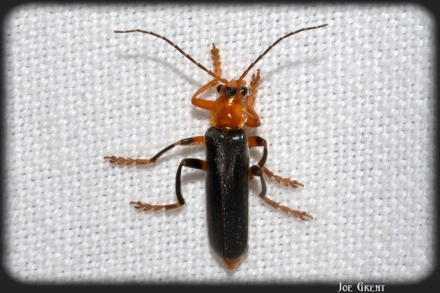 Cantharis livida - mezei lágybogár