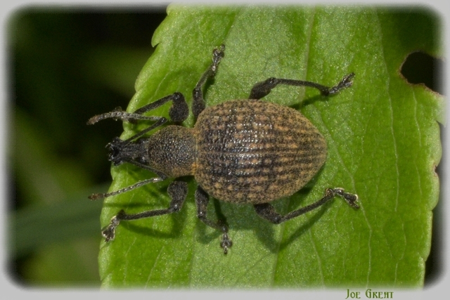 Otiorhynchus armadillo - katonás gyalogormányos