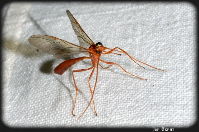 Hymenoptera - Hártyásszárnyúak