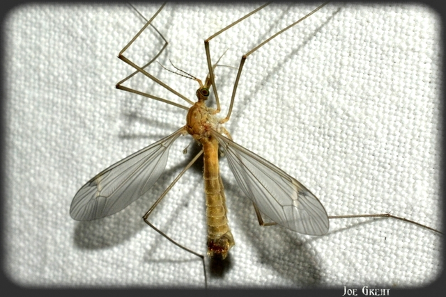 Diptera - Kétszárnyúak