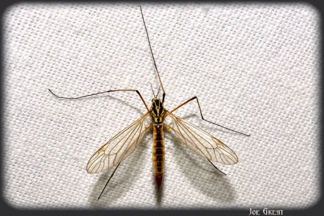 Diptera - Kétszárnyúak