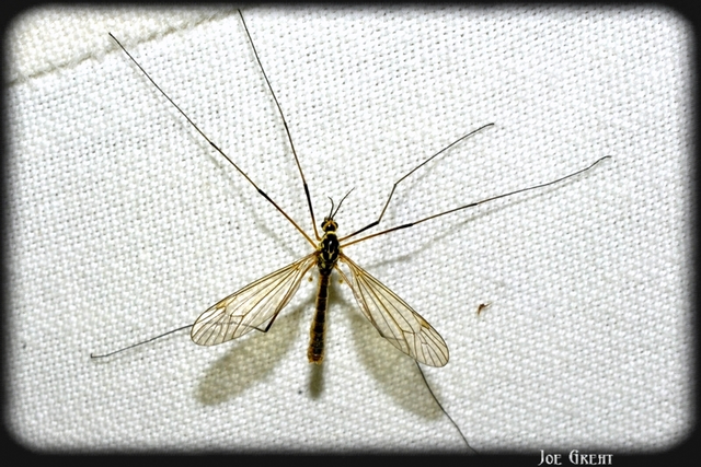 Diptera - Kétszárnyúak