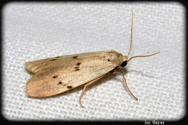 Pelosia muscerda - hamvas zuzmószövő