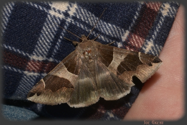 Dysgonia algira - déli porcelánbagoly
