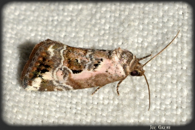 Hapalotis venustula - rózsaszínű mázasbagoly