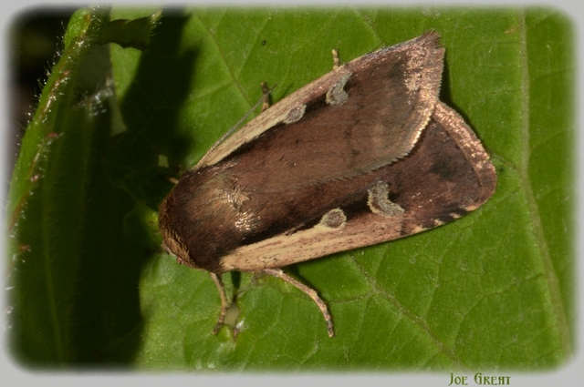 Ochropleura plecta - fehérszegélyű fűbagoly