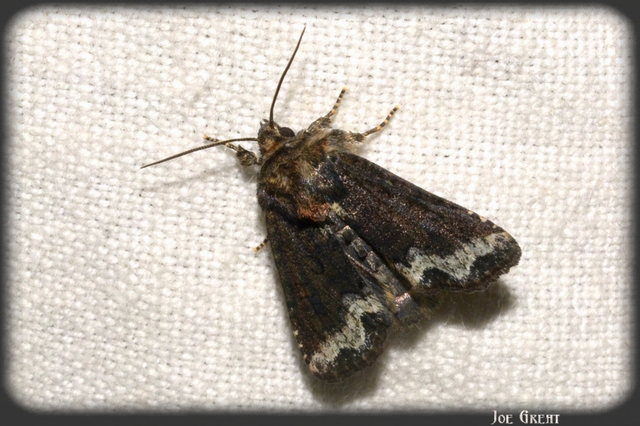 Oligia strigilis - kormos dudvabagoly
