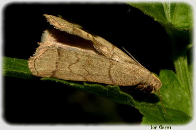 Herminia tarsicrinalis - szőröslábú karcsúbagoly