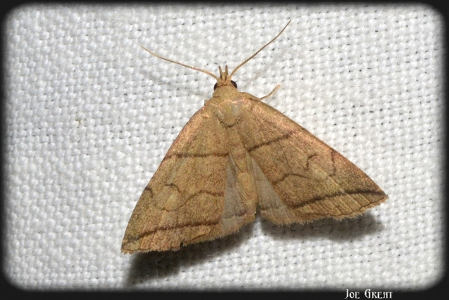 Herminia grisealis - ligeti karcsúbagoly